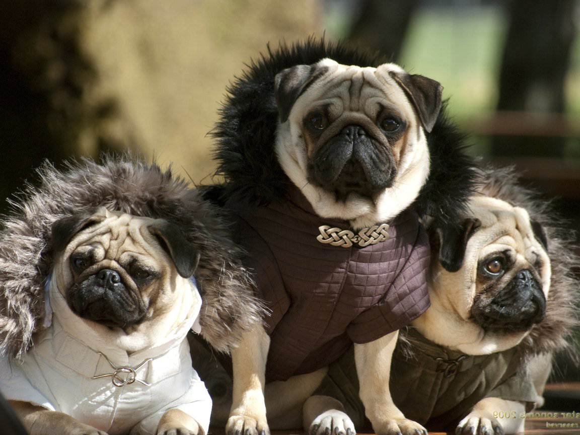 Порода собаки мопсик