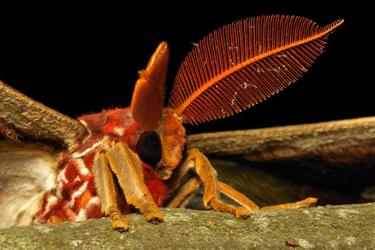 Паук ест летучую мышь