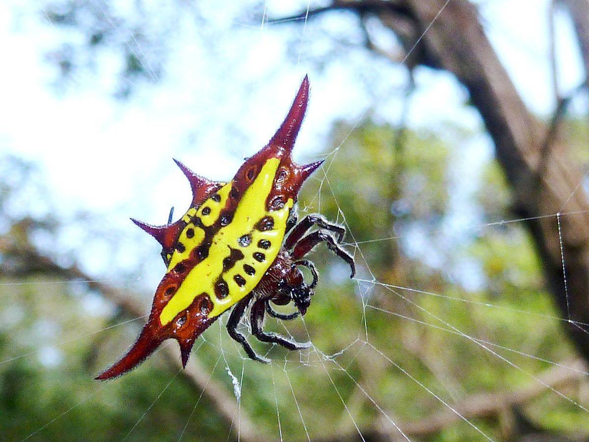 Австралийские пауки самые большие