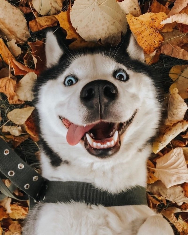 Эмоции человека и животных