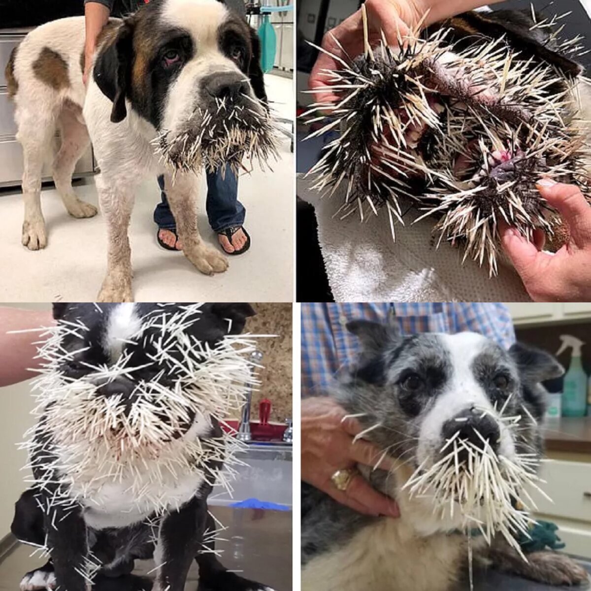 Приколы с собаками