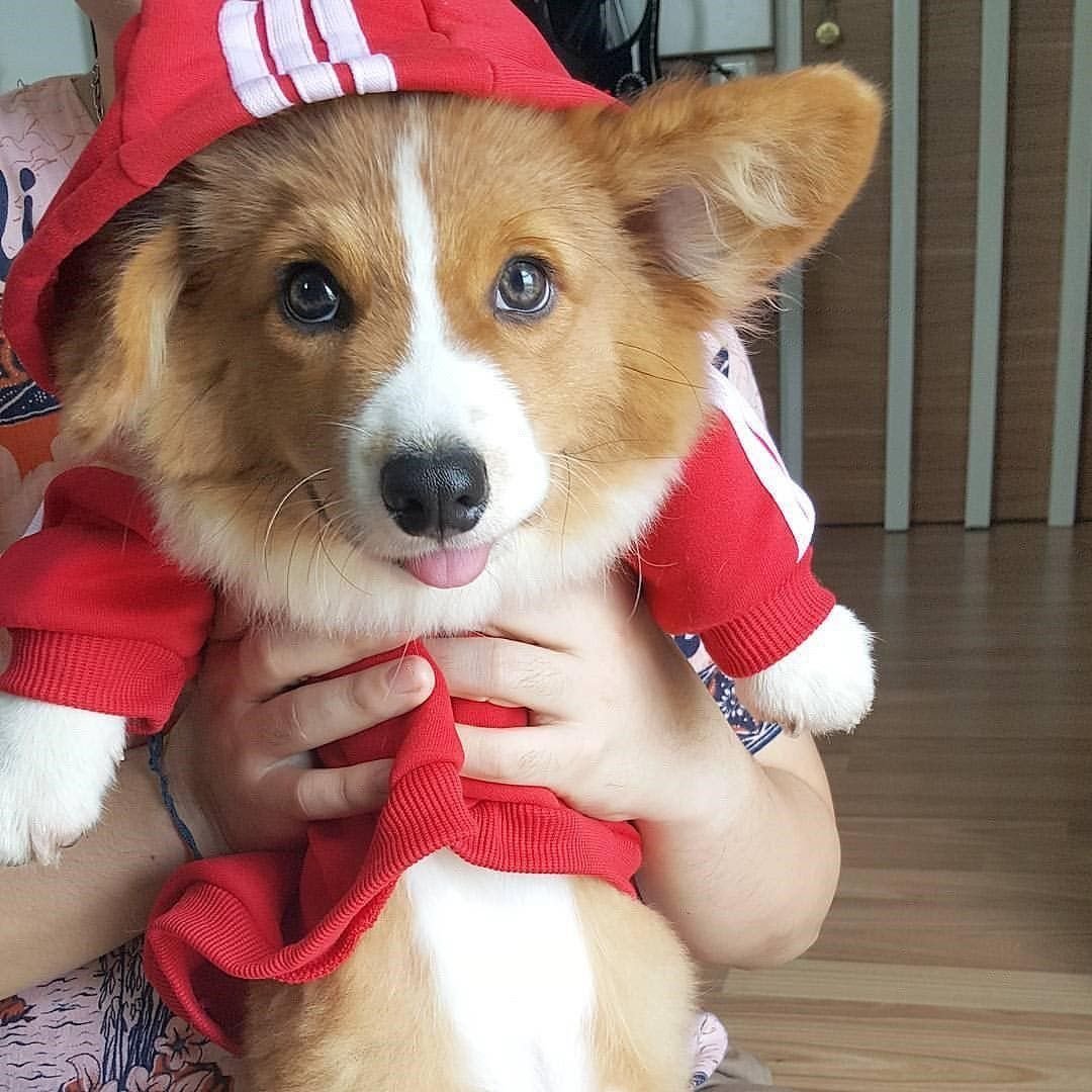 Вельш-корги-пемброк красной повязкой