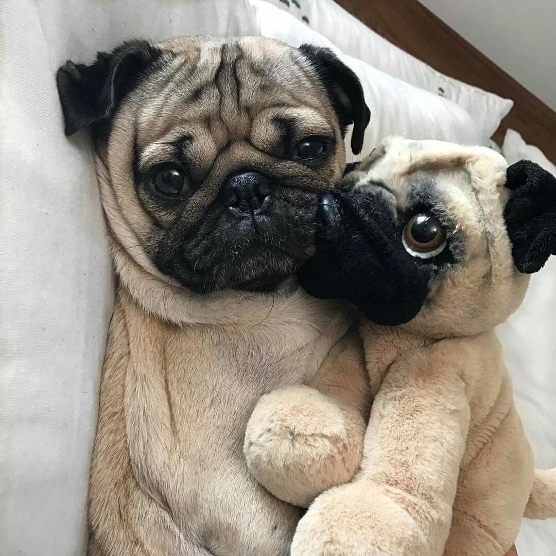 Таня Брандт собака Сова