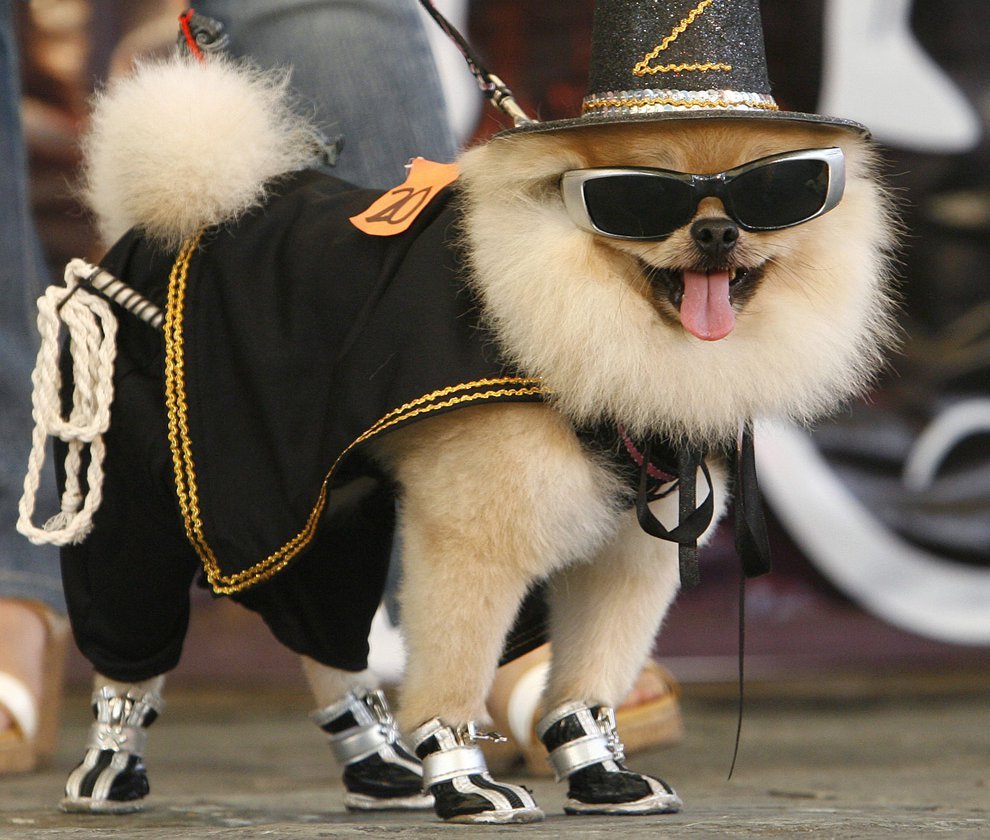 Собака с высунутым языком