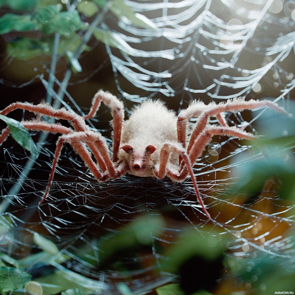 Паук Cebrennus rechenbergi