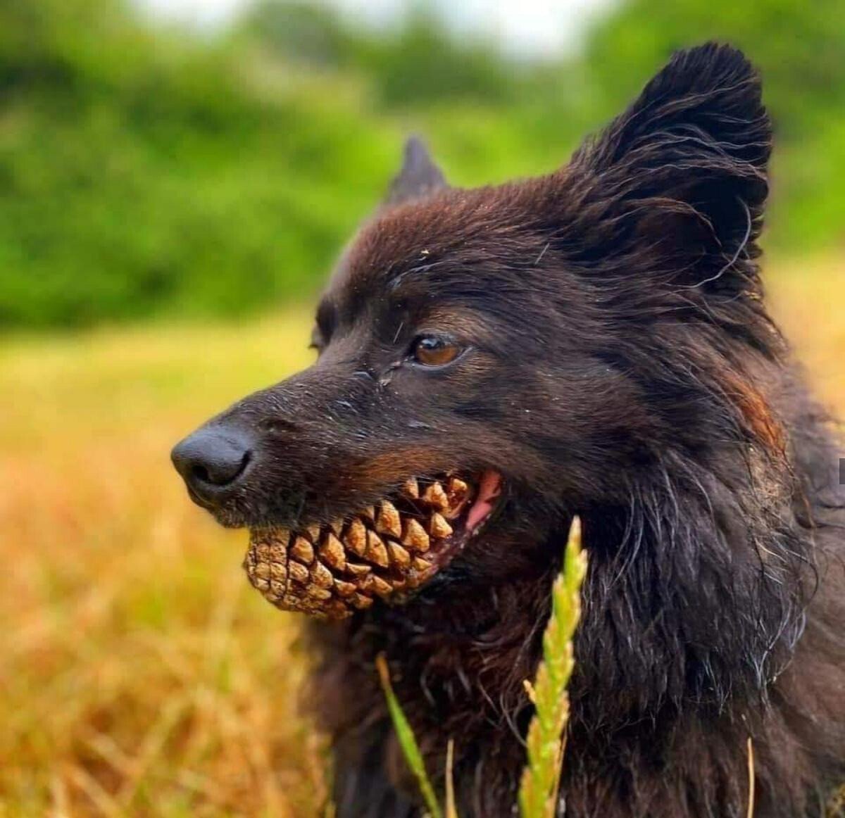 Тома Швед чихуахуа