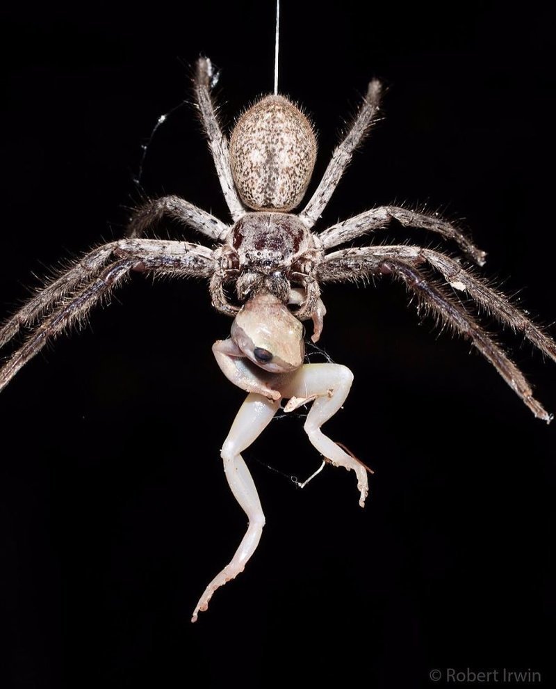 Летающий паук с крыльями