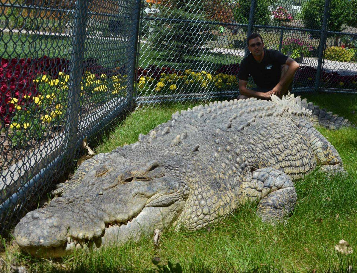 Самый большой аллигатор. Гигантский гребнистый крокодил. Гребнистый крокодил Лолонг. Гребнистый крокодил Кассиус. Самый крупный гребнистый крокодил в мире.