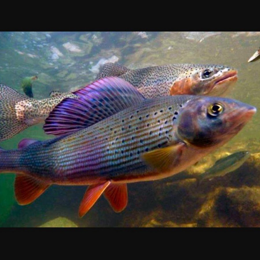 Рыба алабуга