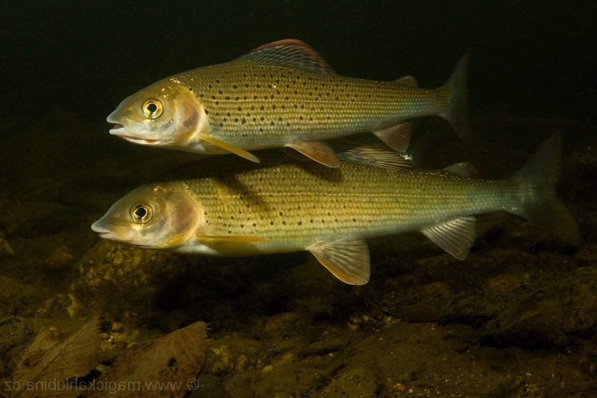 Сибирский хариус