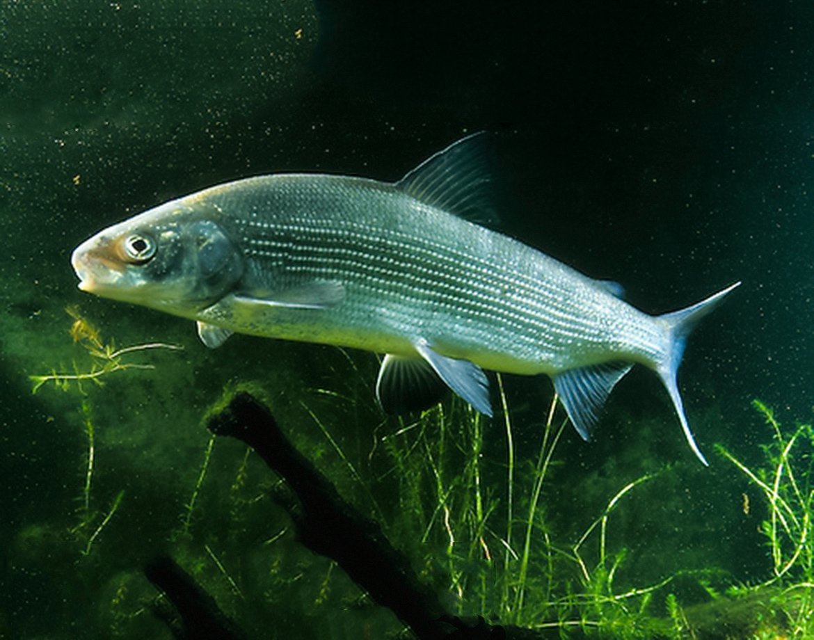 Кефаль сингиль