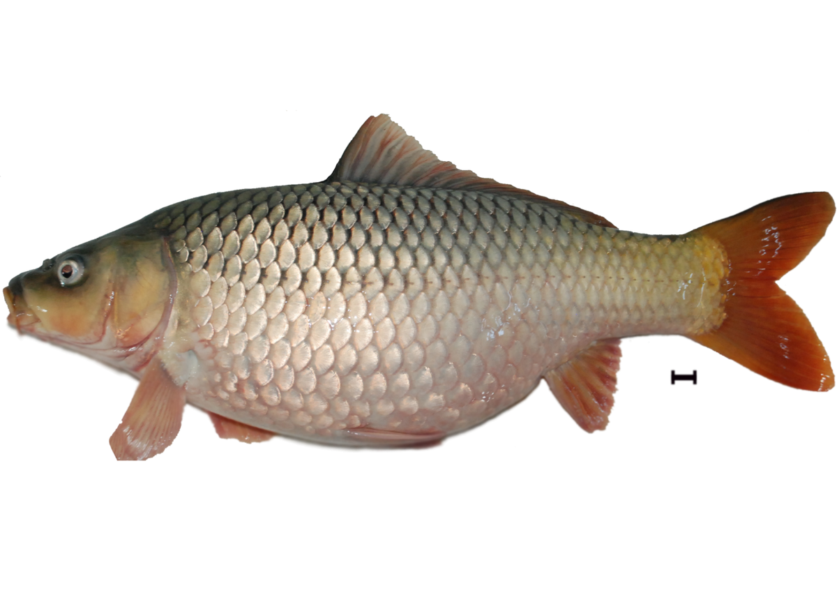 Карп и тилапия