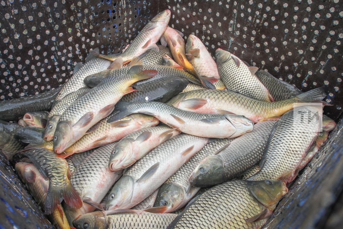 Куча рыбы