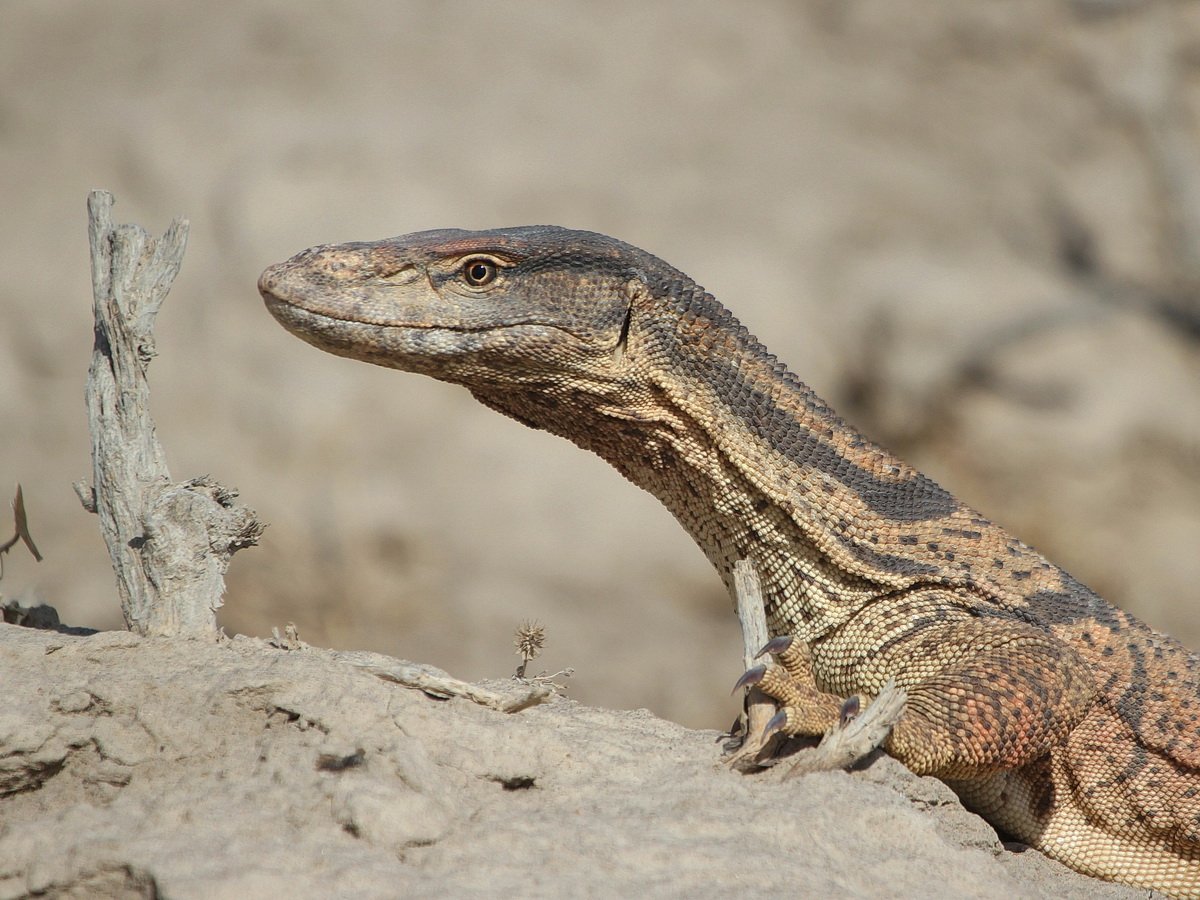 Varanus griseus – серый Варан