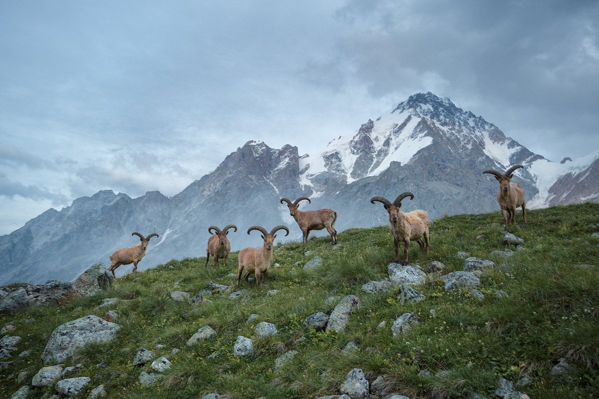 Кабардино-Балкария заповедник