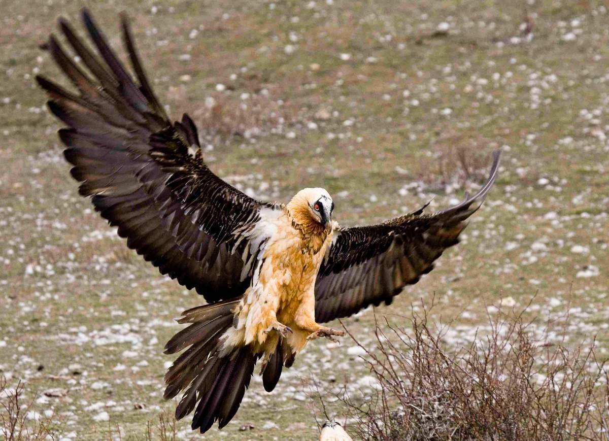 Орёл-ягнятник Бородач