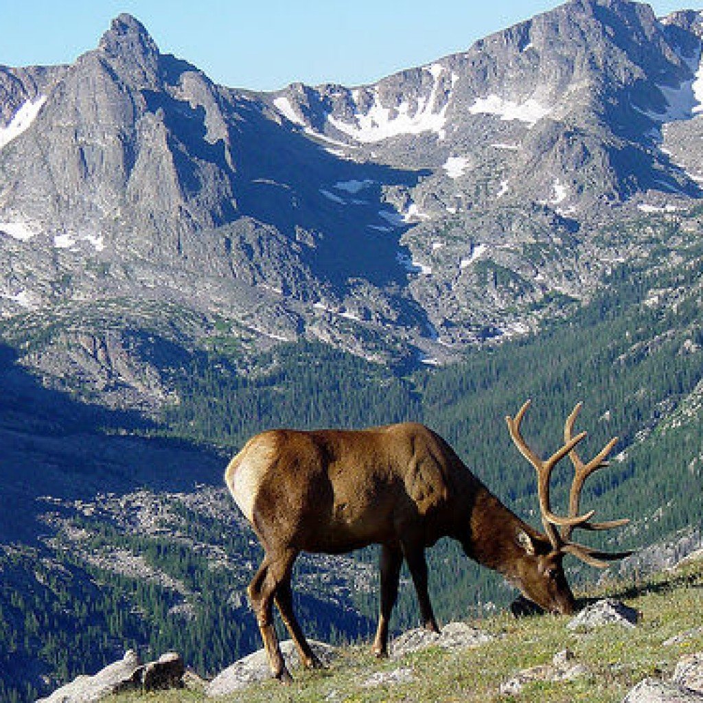 Колорадо Маунтин Лось