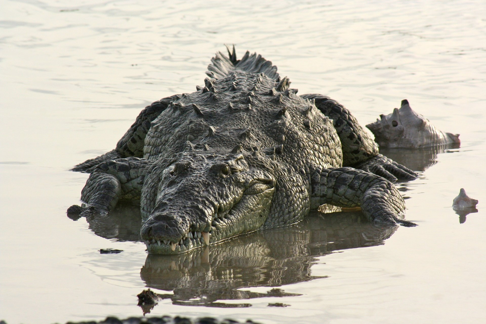 Крокодилы в соленой воде. Гребнистый крокодил Рамри. Остров Рамри крокодилы. Крокодилы Аллигаторы и кайманы.