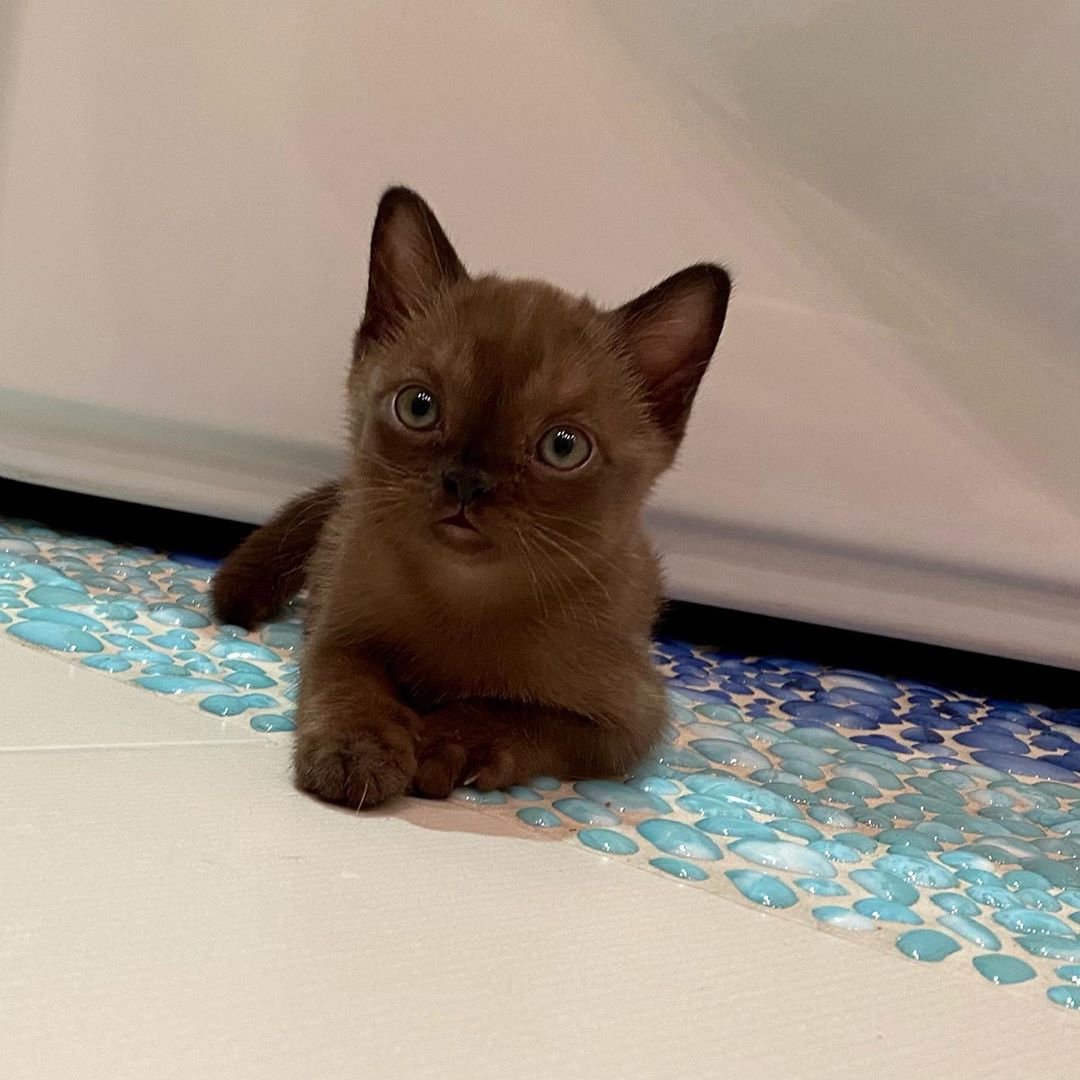 Бурма европейская шоколад глаза