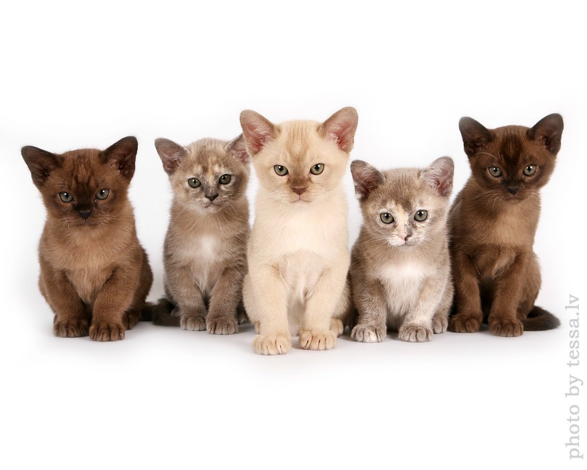 Европейская Бурманская кошка