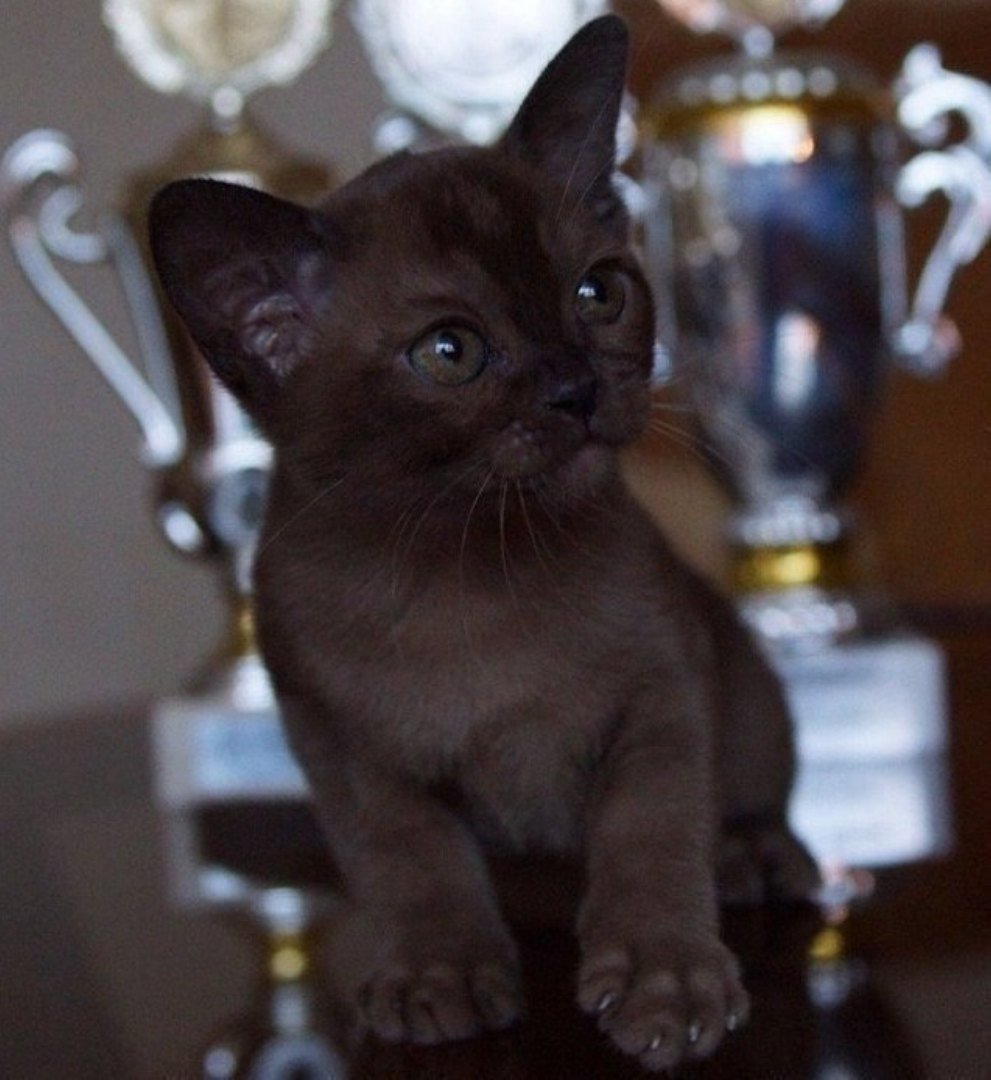 Котята 1 месяц Бурманская кошка