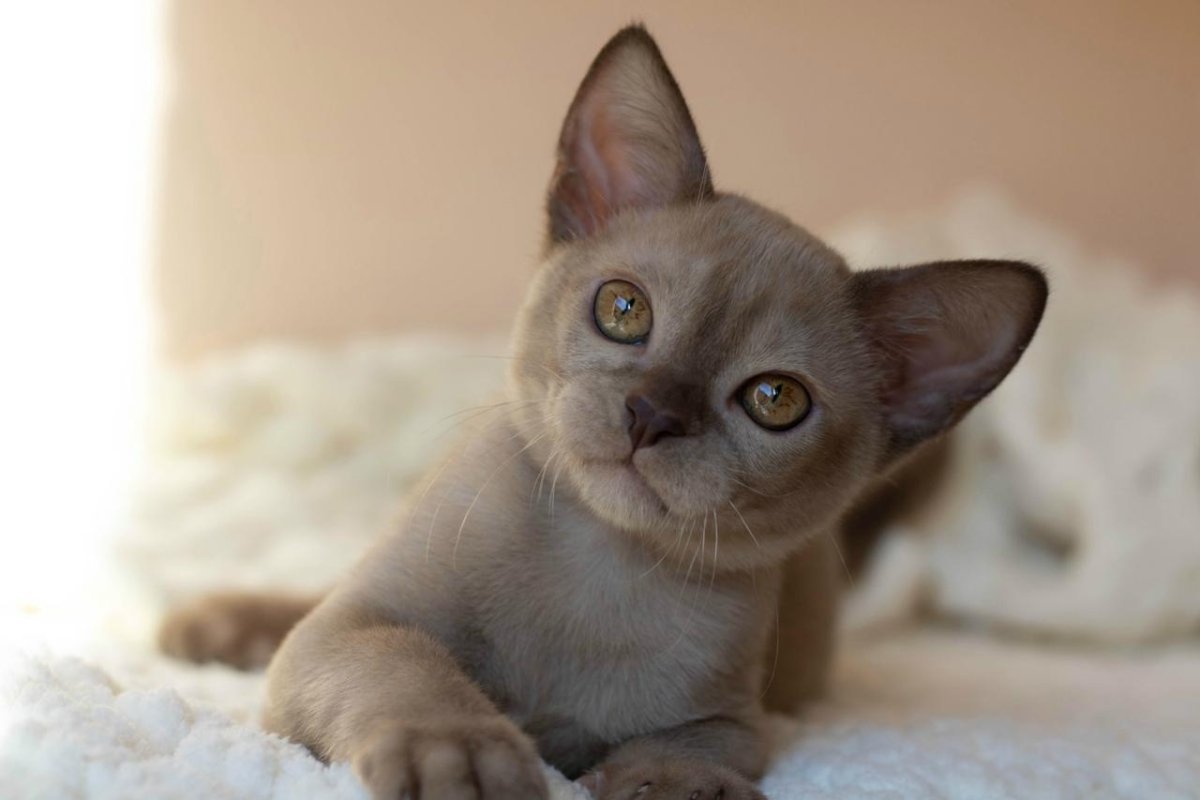 Котята европейской бурманской породы купить в Москве