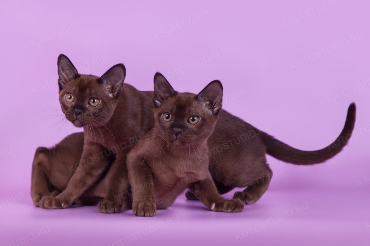 Бурма котята 2 месяца