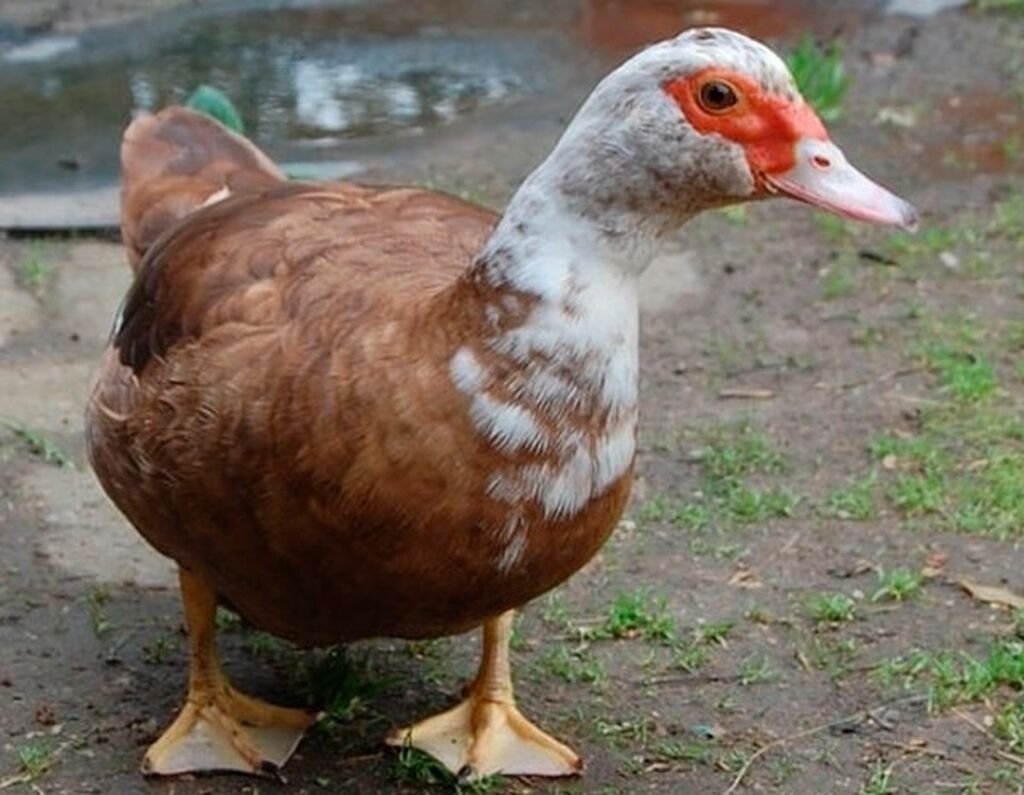 Утка мускусная barbarie