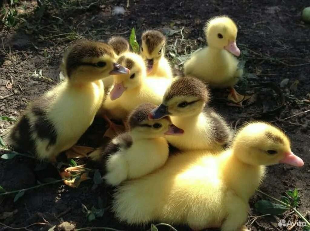 Индоутка Ореховая