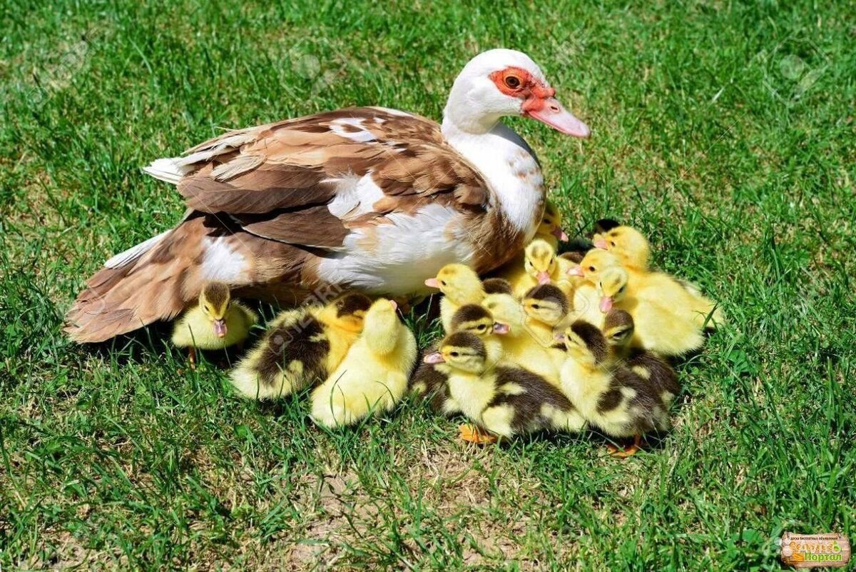 Американская мускусная утка