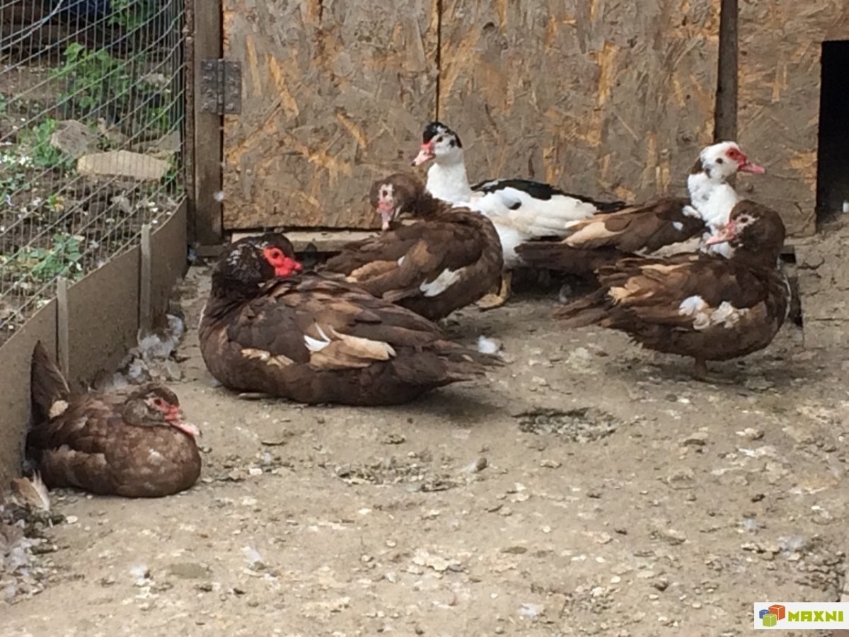 Птица водоплавающая индоутка