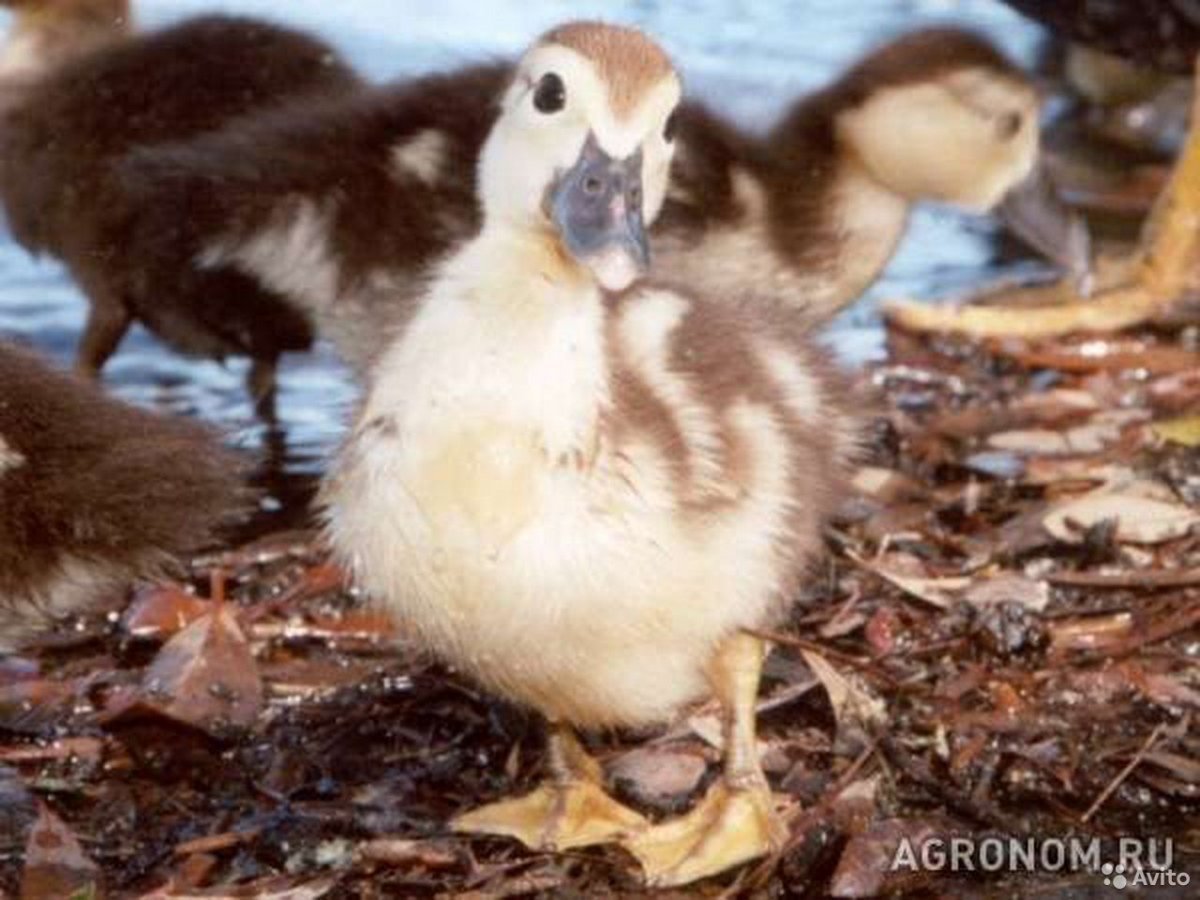 Индоутки мускусные утки