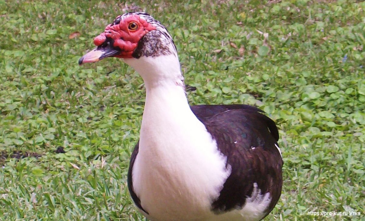 Индоутка красный бык