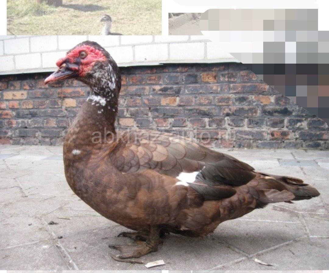 Индоутята мускусные