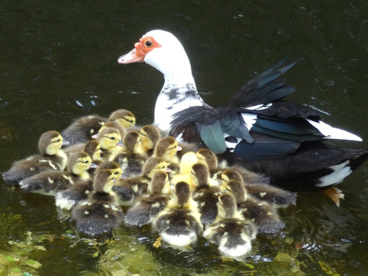 Мускусная утка черная