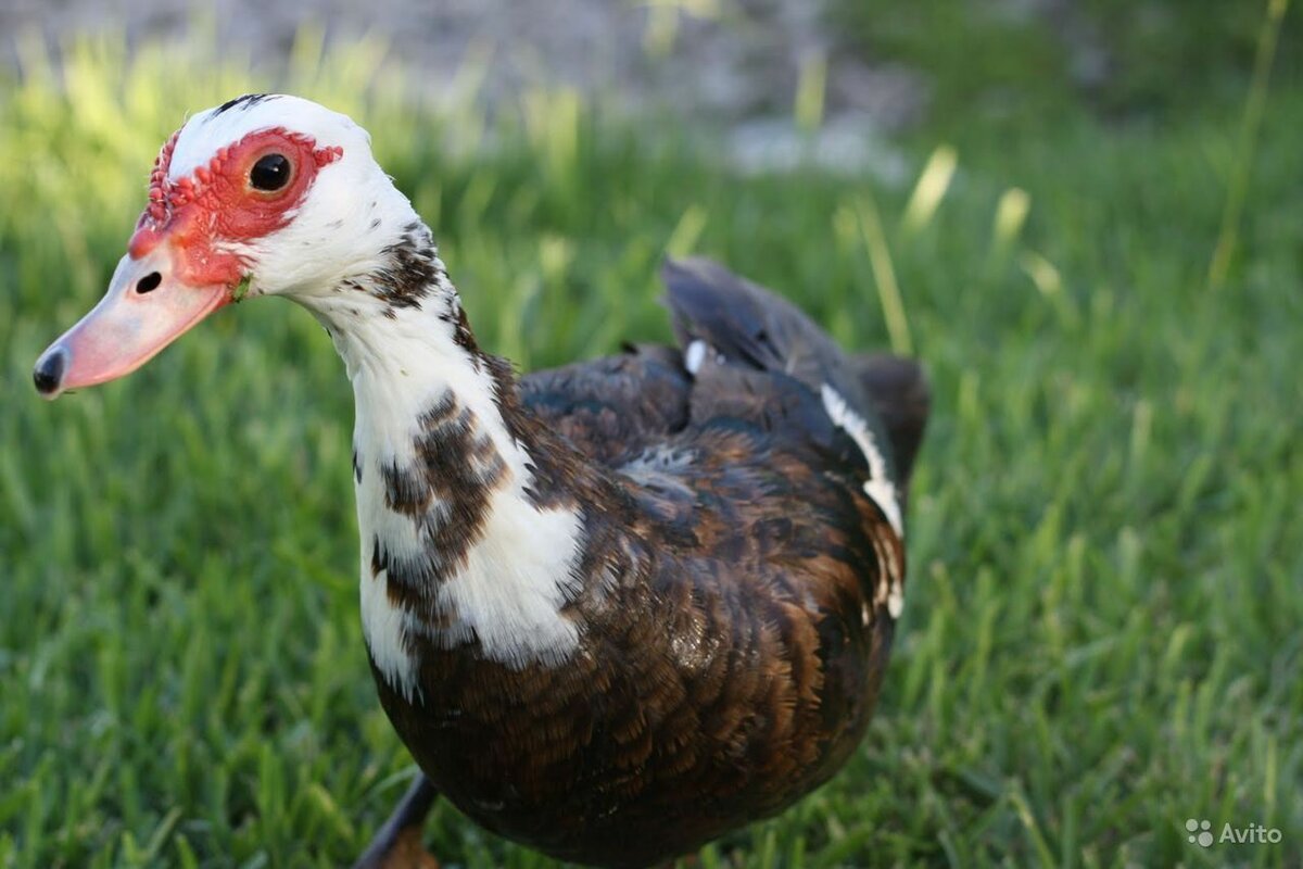 Мускусная утка утята