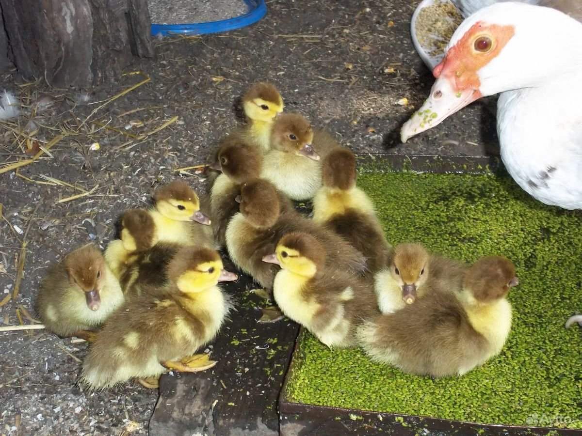 Индоутка селезень