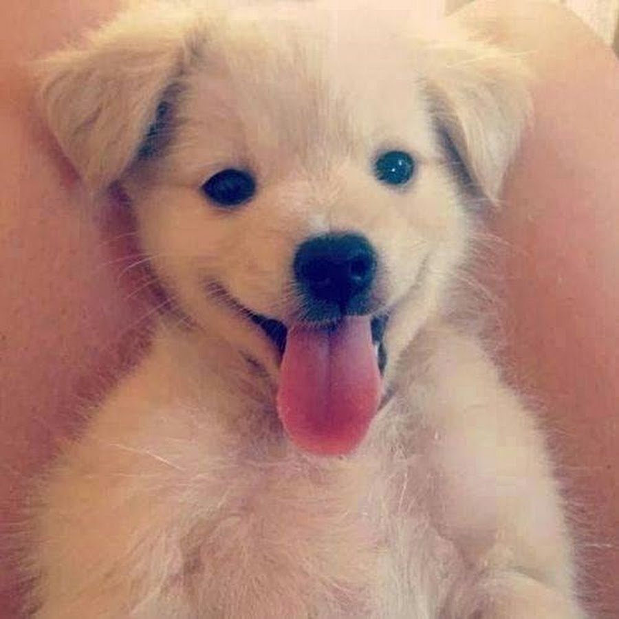 Щенок и котенок