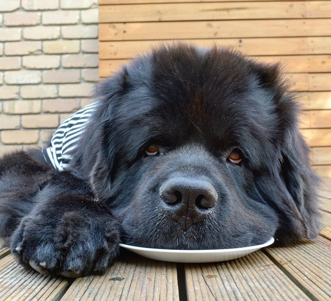 Дог мастиф Пекинес ньюфаундленд