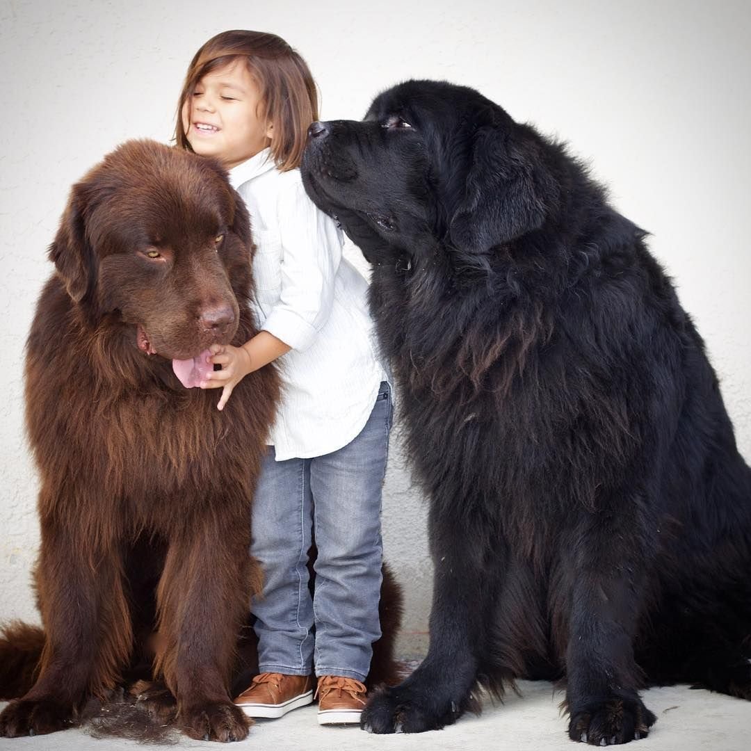 Ньюфаундленд (порода собак)