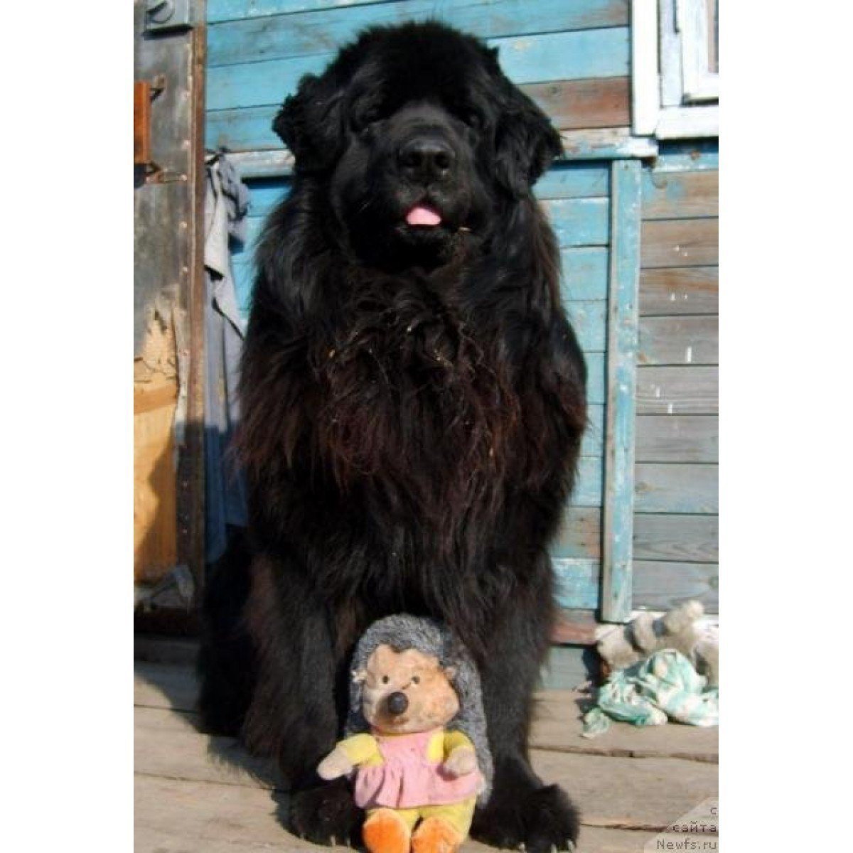 Пушистый шарпей