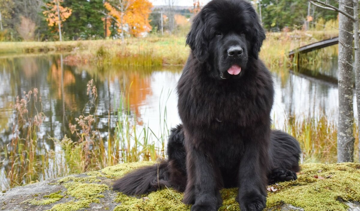 Ньюфаундленд собака