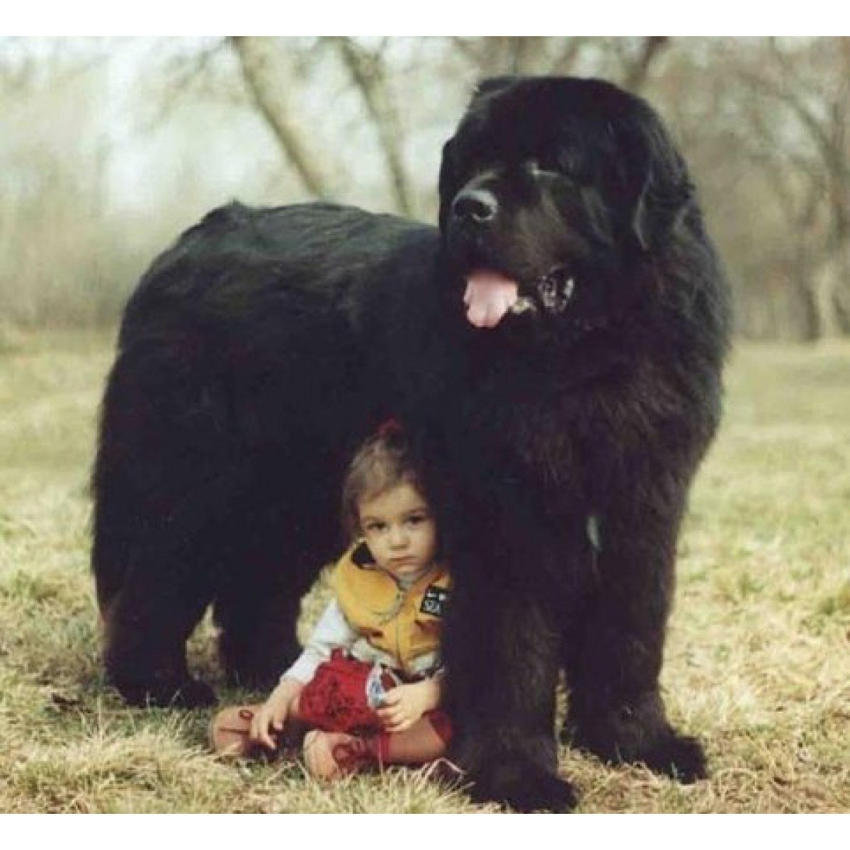 Ньюфаундленд и алабай