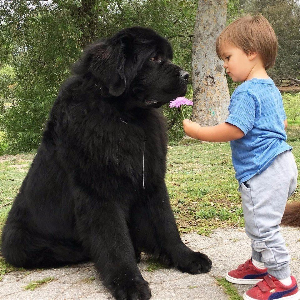Ньюфаундленд порода собак с человеком