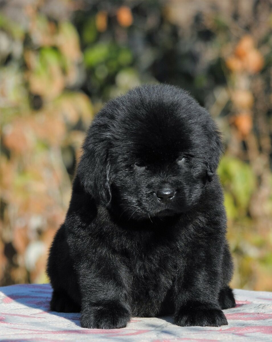 Собака водолаз ньюфаундленд