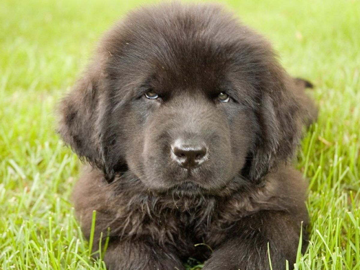 Ньюфаундленд (порода собак)