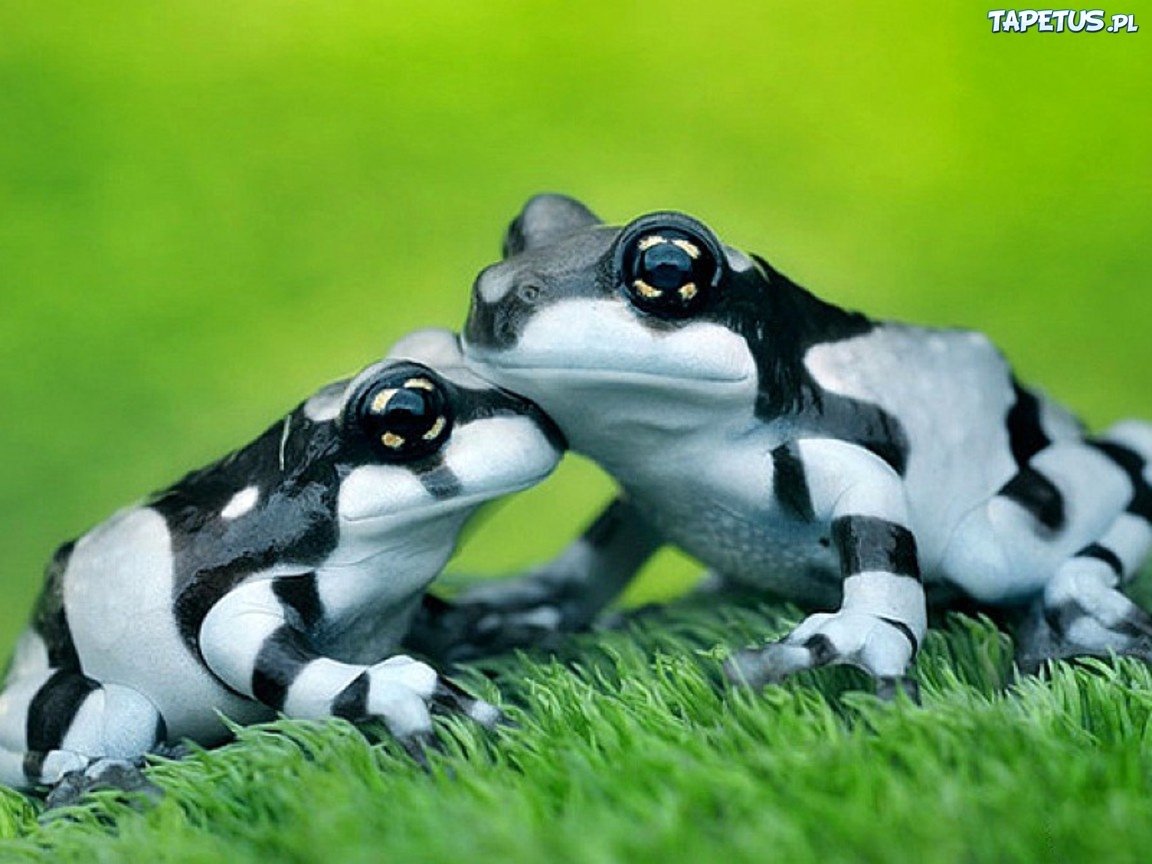 Лягушки замечательные охотники