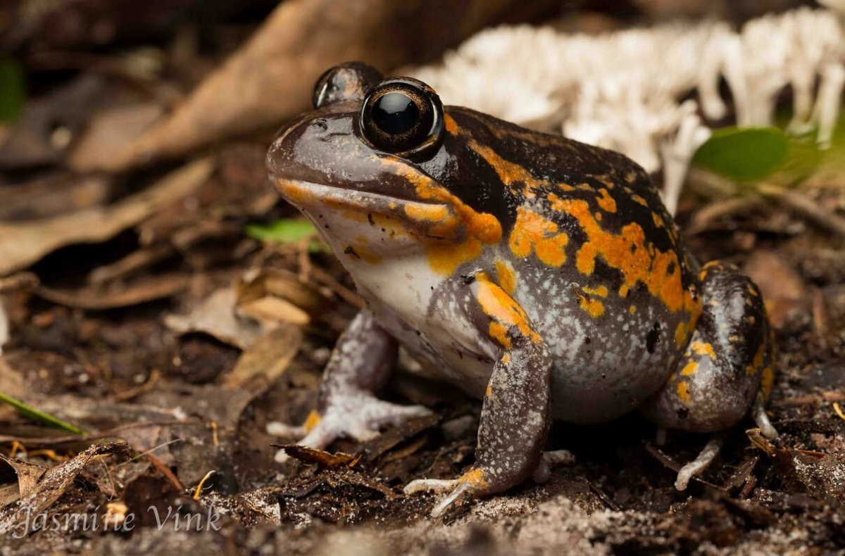 Бесхвостые амфибии Австралии