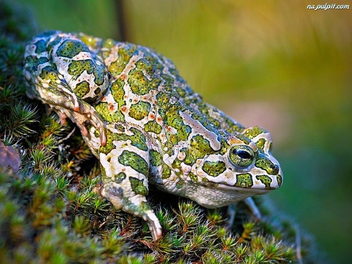 Зелёная жаба ядовитая