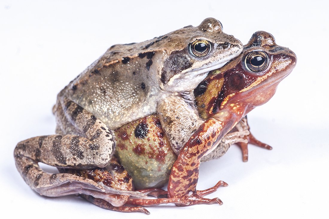 Лягушки спариваются